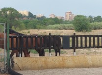 Más de una hectárea para vivir en manada 2