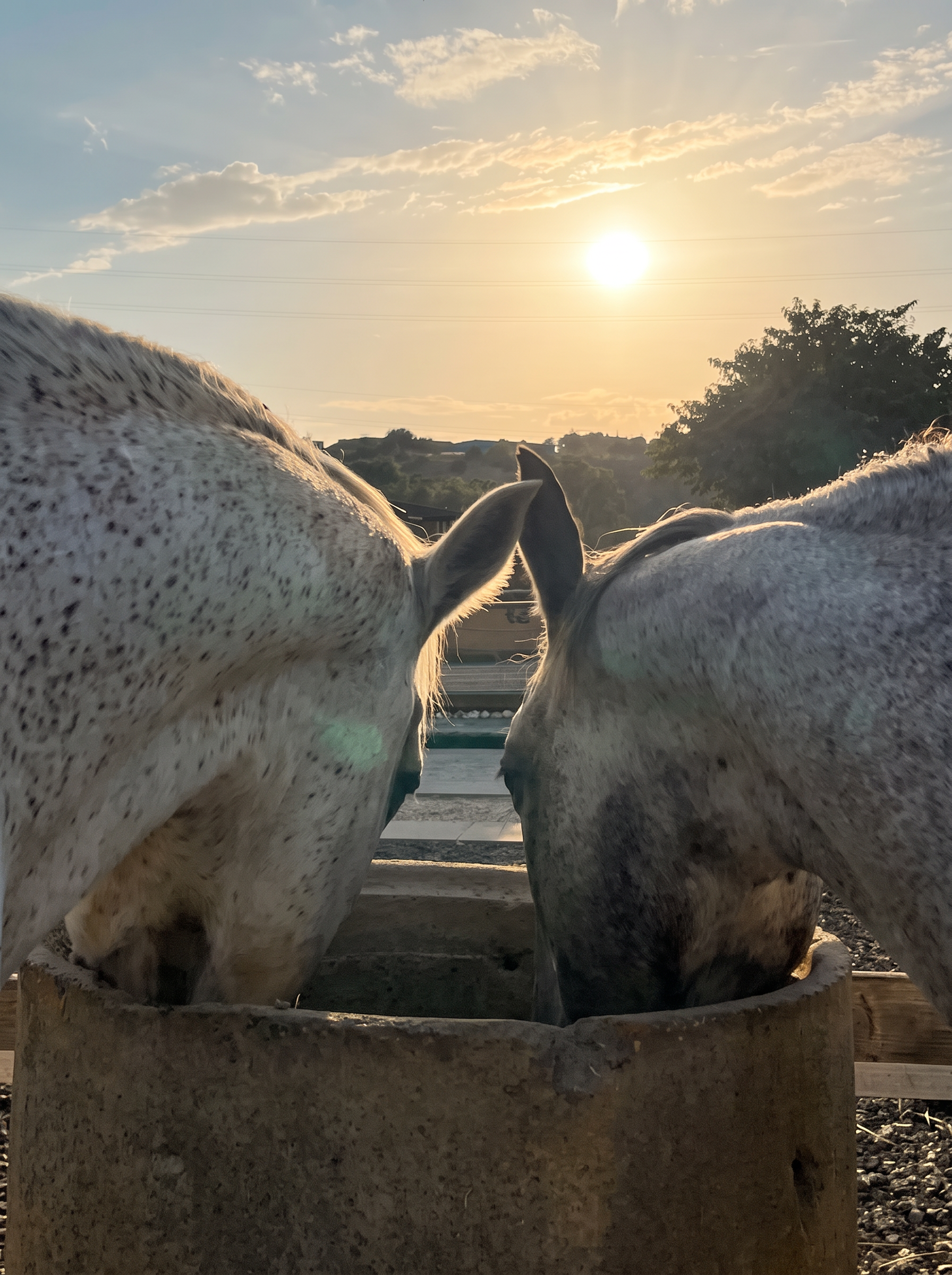 Nuestros caballos