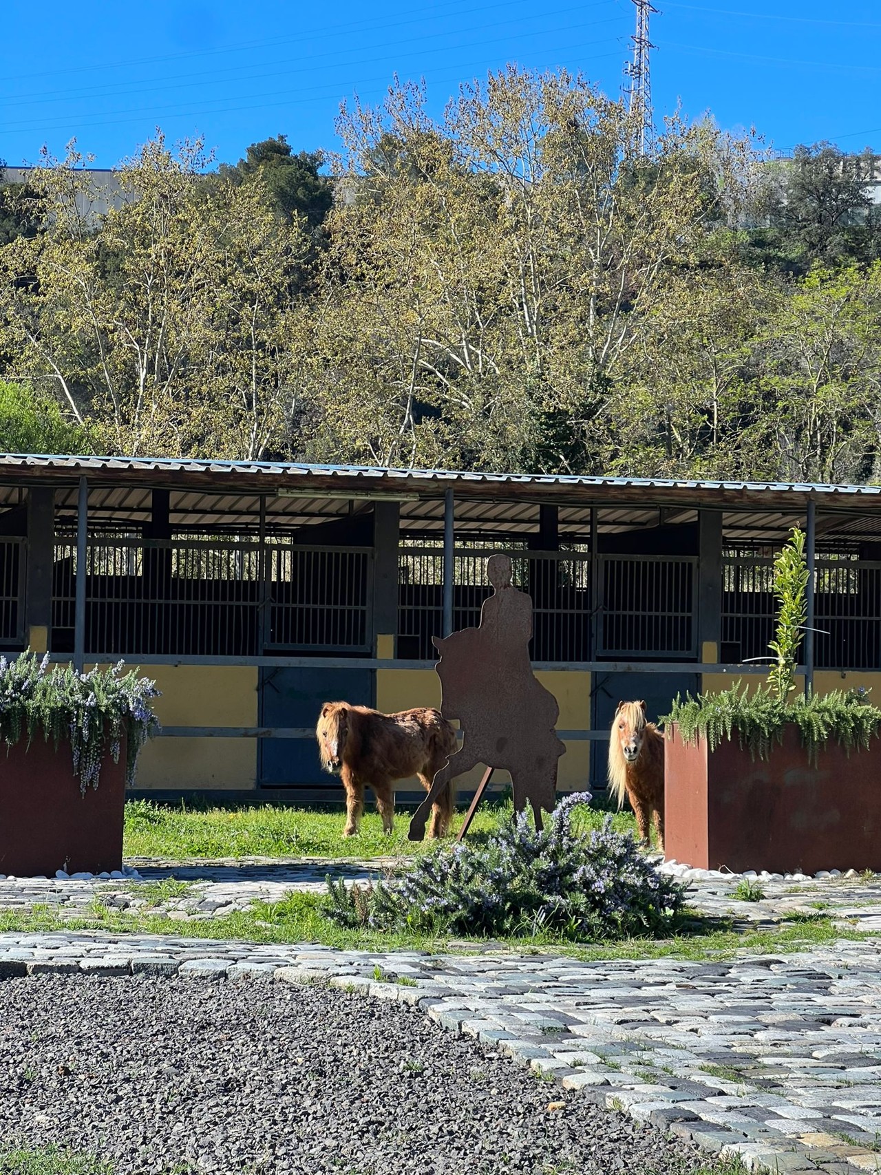 Ponis junto a las cuadras del club