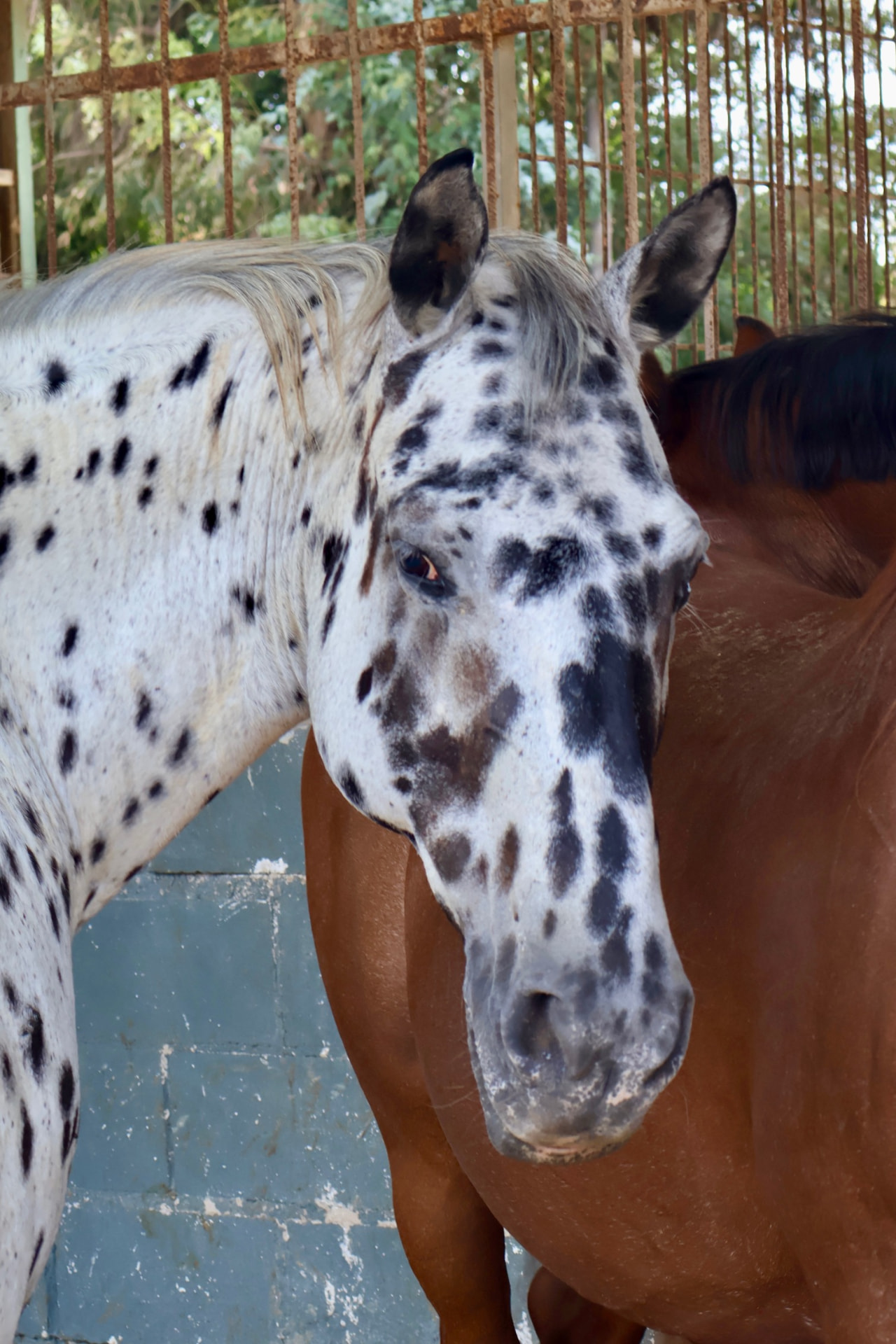 Mickey — Galopes 4-7 — Club Hípic Vallès, Barberà del Vallès