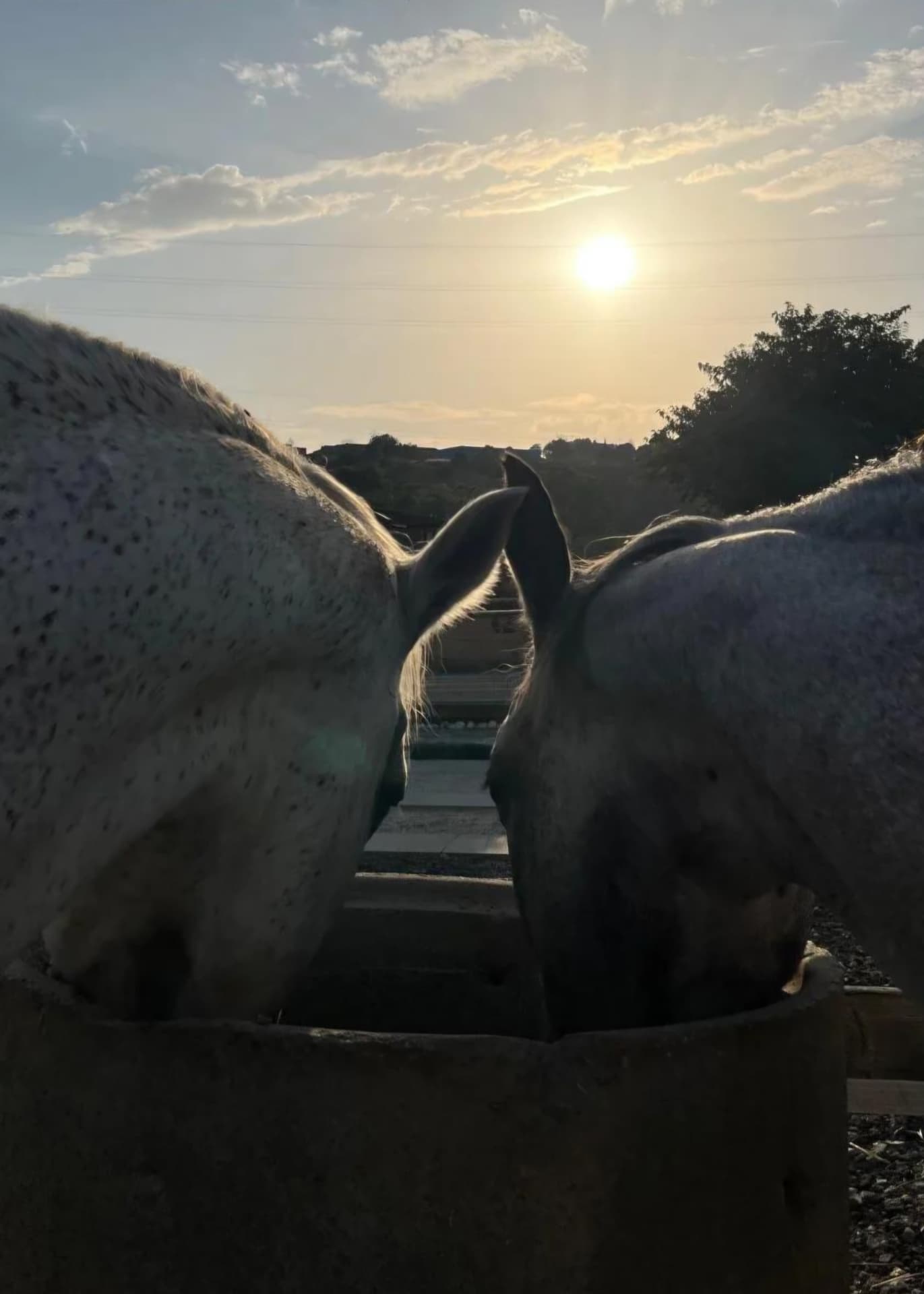 Nuestros caballos